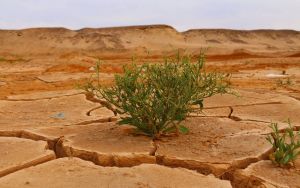 Afrika’da iklim krizi: Doğal afetler, açlık ve göç riski artıyor