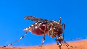 Zanzare, continua il piano comunale di disinfestazione: ecco i prossimi interventi