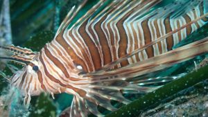 Faremo il bagno col pesce scorpione e il barracuda?