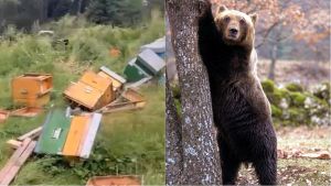Orso in azione a Saviore, distrutto un apiario. L’amarezza degli allevatori: “Non ci resta più nulla”