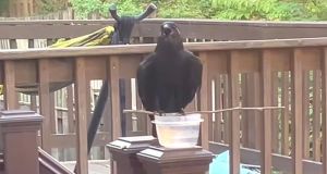 ‘Incredibly smart’ crow creates makeshift perch to drink from a cup of water on a hot day
