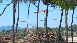 Mater Dei, ‘inchiesta’ sul taglio degli alberi