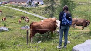 Mucche senz’acqua: gli studenti aiutano i malgari a innalzare il livello del laghetto