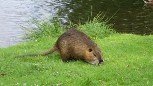 «No alla mattanza delle nutrie»: le associazioni animaliste scrivono al presidente Stefani