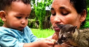 An Assam Family's Rescue of an Orphaned Civet Became an NCERT Class 10 Lesson