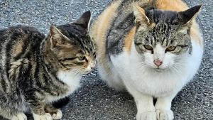 Orrore a Gavirate, due gatti uccisi in pochi giorni in modo atroce