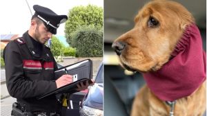 La droga? Nascosta tra le orecchie del cocker che morde alla gamba il carabiniere