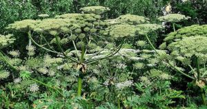 Locals warned against dangerous invasive plant species