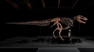 Rekord: T-Rex-Skelett für 50 Millionen Dollar versteigert