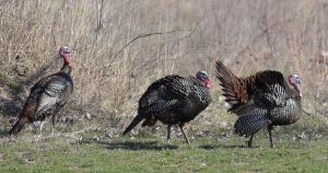 My View: A suburban avian incident has tinges of Hitchcock