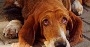 Why We Weep for Odysseus' Dog
