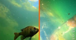 Person with self-described ‘funny body shape’ posts breathtaking videos underwater