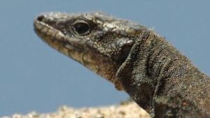 Salvare la lucertola delle Eolie, un'occasione per la ricerca scientifica