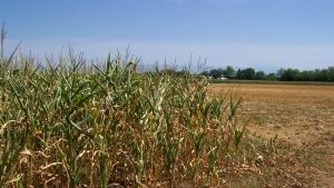 Rogge e campi: acqua razionata contro la siccità in Friuli