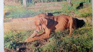 Cane Nina e i presunti maltrattamenti, sei richieste di costituzione parte civile: udienza rinviata a ottobre