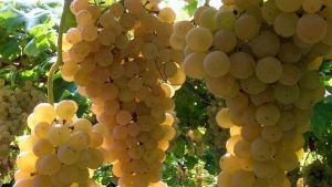 Vino, l’incognita del caldo sulla raccolta in Oltrepò: «Grappoli a rischio scottatura»
