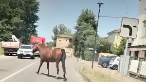 Cavallo fugge da un recinto e vaga per strada tra le auto, recuperato dal proprietario