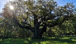 A Figura do Dia. Milhares de ingleses choram a morte de uma árvore