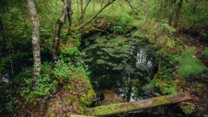 Metsä | Metsäkeskustelun vastakkainasettelu on keinotekoista