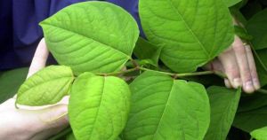 The hotspots where destructive Japanese knotweed is thriving in Norfolk