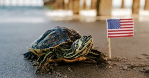 After the Fireworks, Slowing Down for America's Next 250