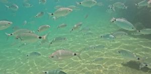 En Méditerranée, les poissons fuient la chaleur, mais pas nécessairement comme on s’y attendrait