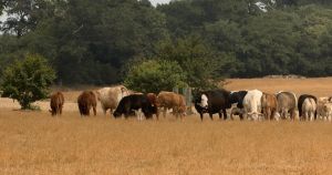 Walkers return to Norfolk estate after man trampled to death by cattle