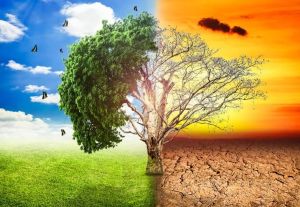 Toplotni talasi postaju nova stvarnost: Klimatske promjene bez presedana već su počele