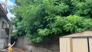 «Rami in camera e paura dei roghi»: l'odissea di Carmela, ostaggio in casa per gli alberi a ridosso dei binari