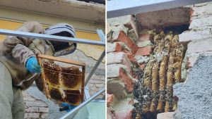 Maxi alveare rimosso dall’ospedale. Le api avevano preso ‘casa’ sulla facciata