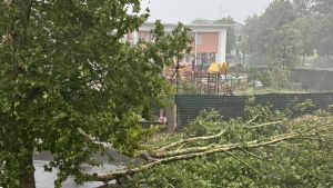 Pioggia e vento, decine di piante cadute nel Reggiano