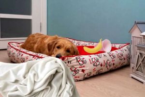 Elderly rescue dog can’t stop putting random items in his bed, keeping his family entertained