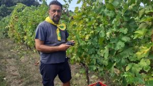 La calura non dà tregua. Vendemmia anticipata: “Già dai primi di agosto”