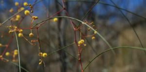 This rare Australian wattle is on the brink of extinction: new research
