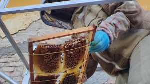 Recupero di un alveare al Palagi. Le api avevano trovato il loro habitat all’interno della facciata