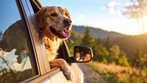 Urlaub mit Hund: Das sind die 10 hundefreundlichsten Länder Europas