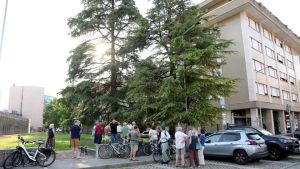 I cedri di via Vallona a Pordenone verranno abbattuti, il sindaco Basso: «Scelta tecnica, la sicurezza non si negozia»