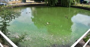 Concerns raised over state of historic village duck pond