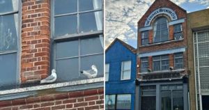 Man who 'removed kittiwakes from their nests' no longer being investigated