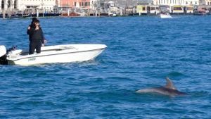 I fuochi del Redentore non turbano il delfino Mimmo, l’esperto: «L’acqua fa da barriera»