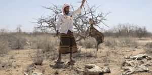 Africa’s Greater Horn region is facing a looming polycrisis fueled by conflict, prices, climate and disease