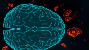 Il caldo alimenta l'ameba magia-cervello, l’infezione killer che uccide in silenzio. Sintomi, come si contrae e dove si trova