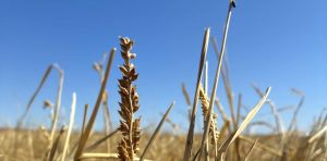 Aboriginal people harvested this native grass for millennia. Scientists have now found an odd trait in its DNA