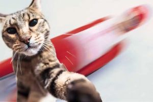 People are sharing videos of their cats ‘attacking’ lugers at the Olympics, and it’s pure gold