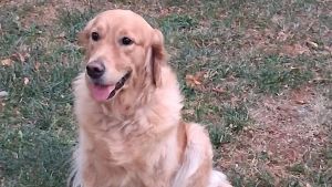 Veleno per topi nel parco pubblico: “Mira aveva la bocca tutta blu, la mia cagnolina salva per un soffio. Tre anni fa le polpette con le lame”