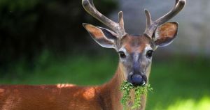 My View: Deer and rabbits aren't so cute when they're decimating the garden