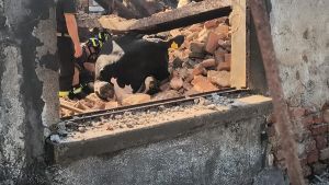 Tromba d'aria devasta Massalengo: crollano due cascine, 20 mucche muoiono schiacciate sotto le macerie