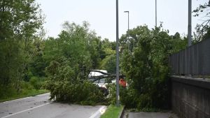 Il maltempo si abbatte sul Friuli: danni e alberi caduti, a San Vito rovesciati i banchi del mercato