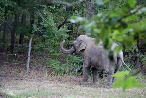 Readers sound off on Patty the elephant, 9/11 illnesses and outdoor hazards
