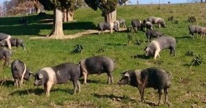 Peste suina africana, allarme per la Cinta Senese Dop: “Rischiamo di perdere un patrimonio unico della Toscana”